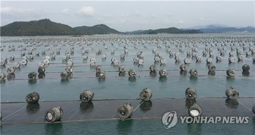 김 양식장