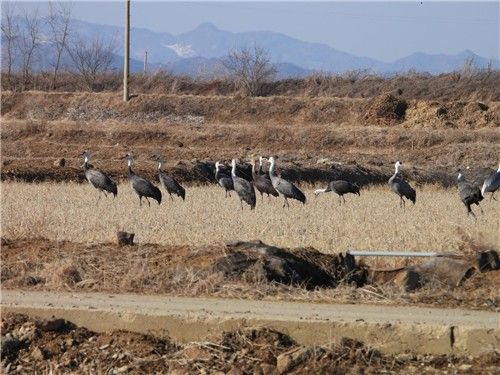 흑두루미. [환경부 제공. 재판매 및 DB 금지]