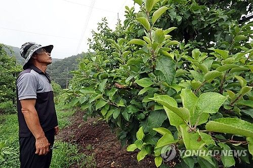 "사과나무에 열매가 안열려요"