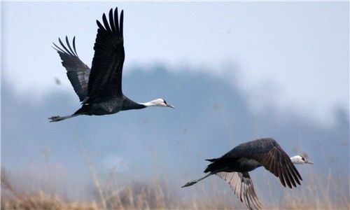 흑두루미. [환경부 제공. 재판매 및 DB 금지]