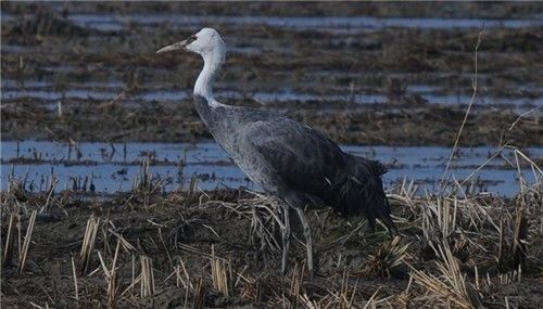 흑두루미. [환경부 제공. 재판매 및 DB 금지]