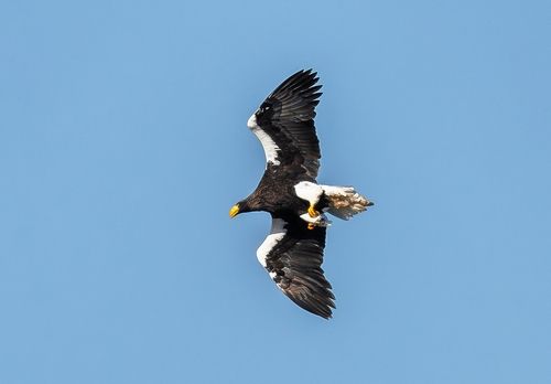 비행하는 참수리