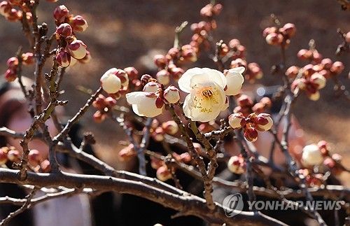 겨울 끝자락에서 만나는 봄의 전령사 매화