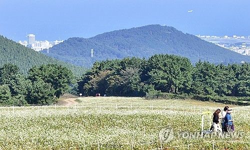 제주 메밀꽃 필 무렵
