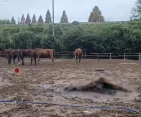 '폐마목장' 한 가운데 방치된 말 사체