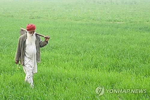 인도 펀자브주 밀밭