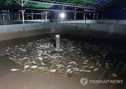 고수온에 폐사한 양식장 광어