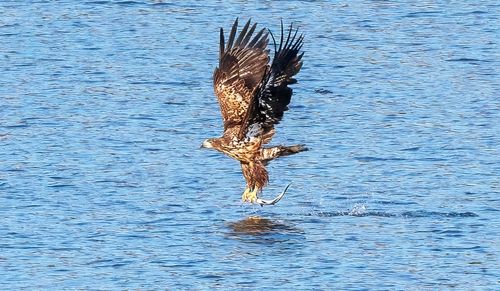 울주군 저수지에서 물고기 사냥하는 흰꼬리수리