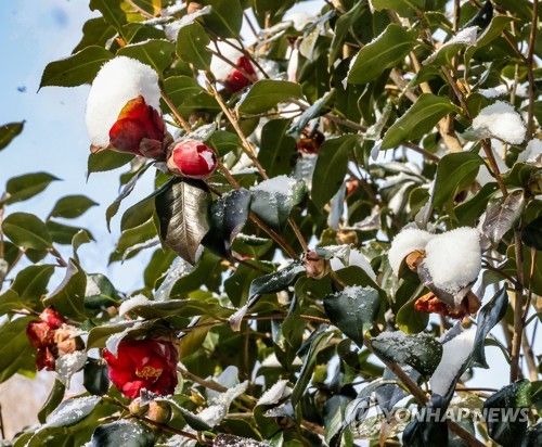 눈 속에 핀 동백꽃