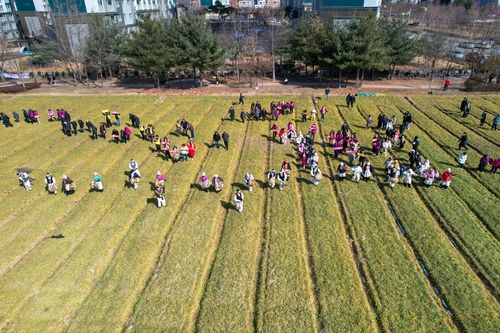 신설 기원 청보리밟기