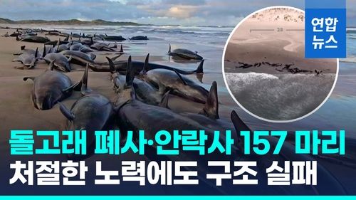 [영상] 호주해변 밀려든 돌고래 157마리 구조 실패 "90여마리는 안락사" - 2