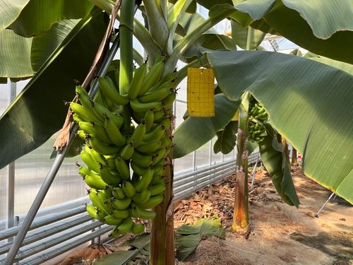 용인시농업기술센터에서 재배 중인 바나나