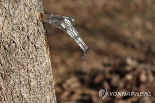 고로쇠 수액 분출 모습