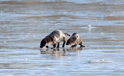 얼음판 위의 수달 가족