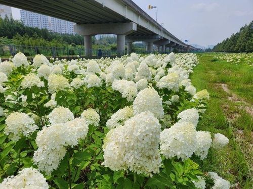 화명생태공원 내 수국 단지 전경