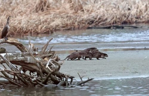 강릉 남대천 수달 가족
