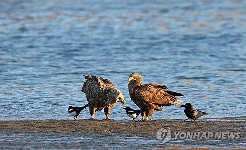 강릉 남대천의 흰꼬리수리