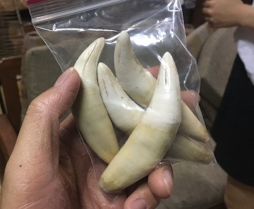 밀매되는 재규어 송곳니