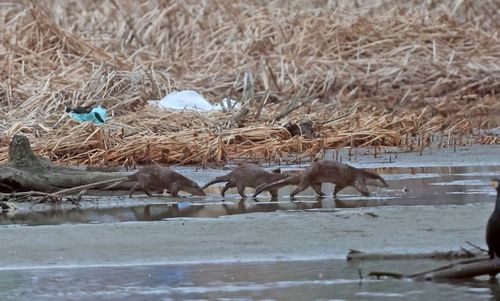 남대천 모래톱 위의 수달 가족