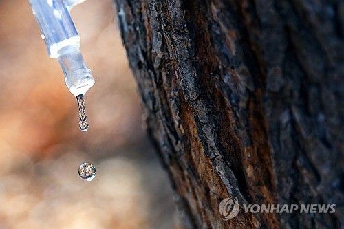 봄이 주는 선물