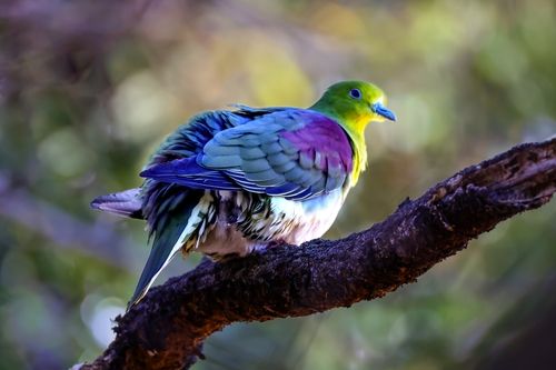 울산대공원에서 발견된 녹색비둘기