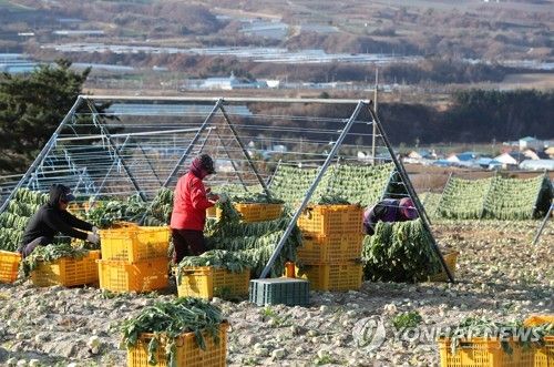 양구지역 여성 농업인