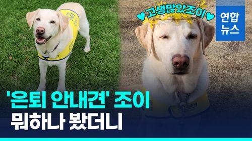 [영상] 국회 첫 안내견 조이, 은퇴 후 근황은… - 2