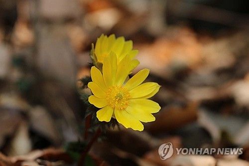 '봄의 전령사' 복수초