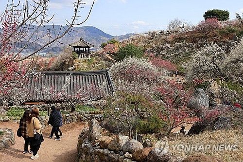 봄향기 나는 매화마을
