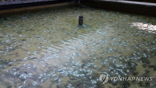 폭염에 폐사한 넙치