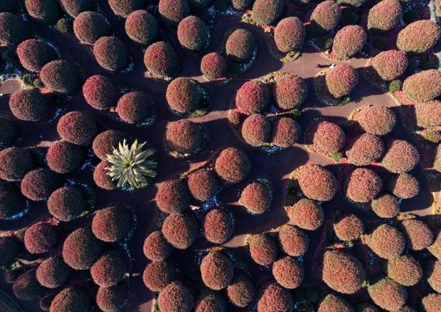 동백이 매력적인 동백수목원 [사진/성연재 기자] 