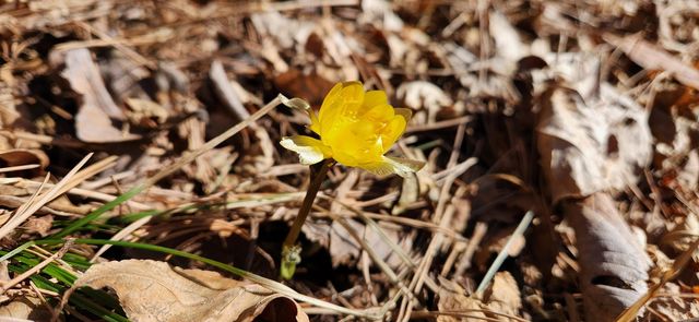 오대산에 핀 복수초