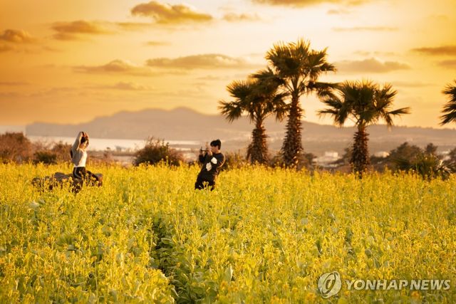 제주 산방산 유채 [사진 / 성연재 기자]