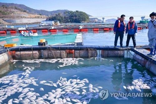 '저수온 추정' 물고기 집단폐사