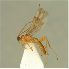 제주박각시살이고치벌(한국, 중국, 일본, 대만, 베트남) [국립생물자원관 제공. 재판매 및 DB 금지]