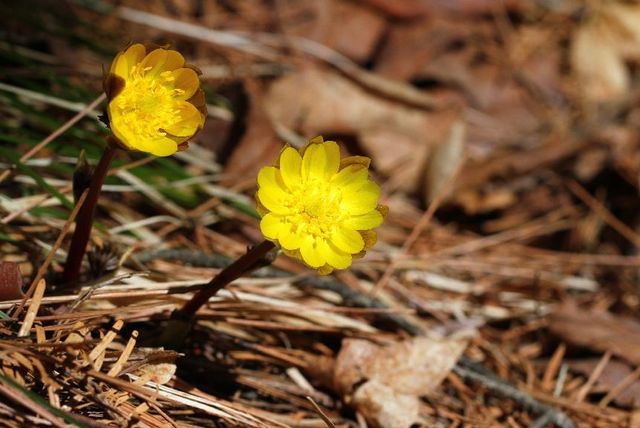 오대산에 핀 봄의 전령사 복수초