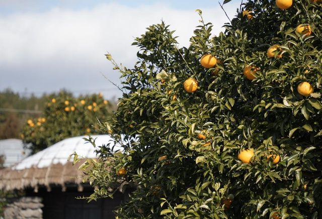 휴애리자연생활공간의 하귤과 눈덮힌 초가 [사진 /성연재 기자] 