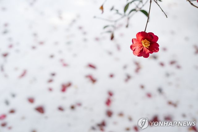 휴애리자연생활공간의 동백 [사진/ 성연재 기자]