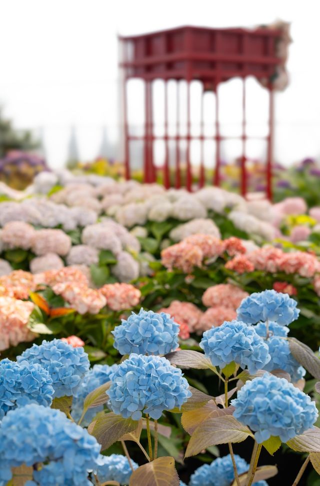 연중 수국을 볼 수 있는 휴애리 [사진/성연재 기자] 