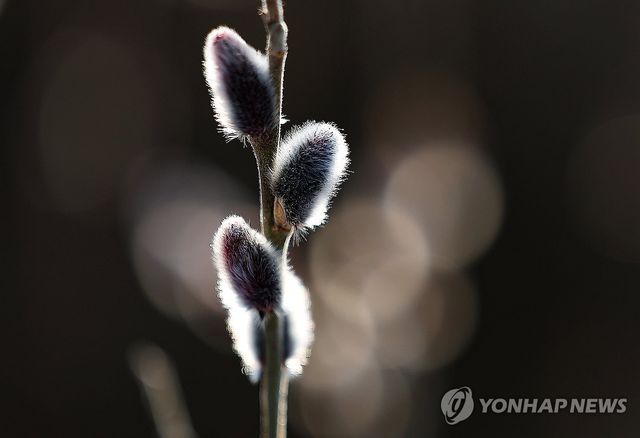 봄 마중 나온 버들강아지