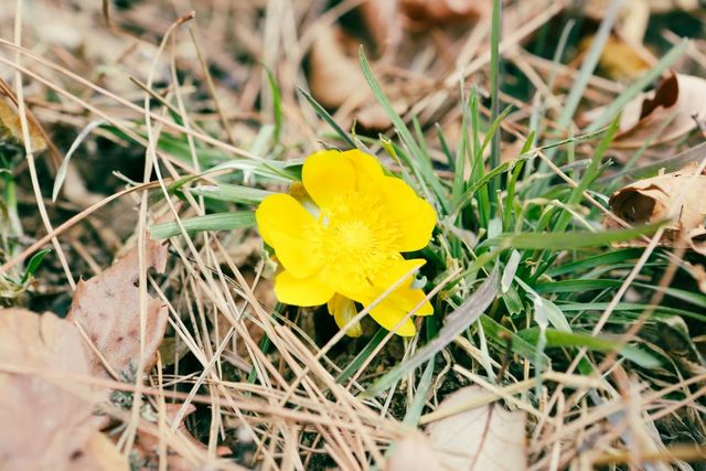 설악산에서 관측된 복수초