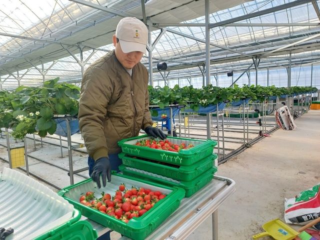 스마트 온실 작물 재배