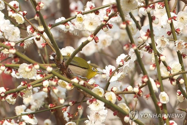진짜 봄, 매화 꿀 빠는 동박새