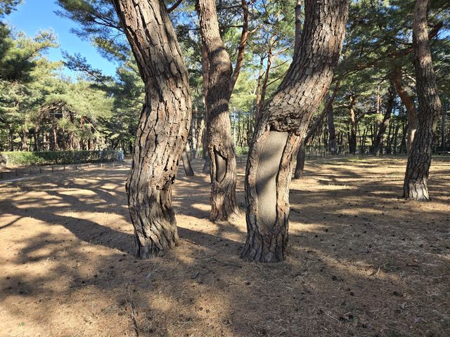 한국여성수련원의 일제강점기 상처입은 소나무