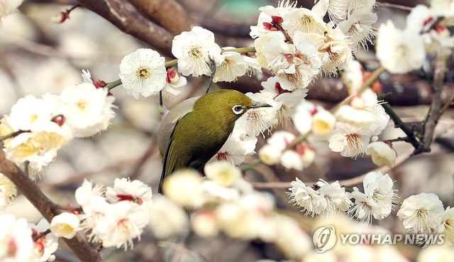 진짜 봄, 매화 꿀 빠는 동박새