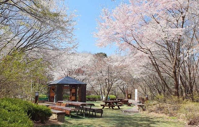 '썸대문 with 벚꽃' 행사가 열릴 서대문구 안산(鞍山) 벚꽃책방