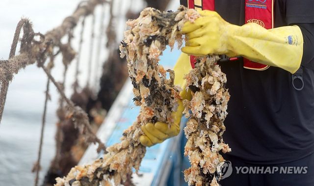 "고수온이 멍게를 삶았다"