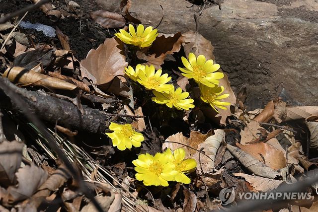 봄의 전령 복수초 활짝