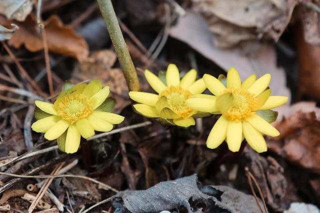 설악산에서 관측된 복수초