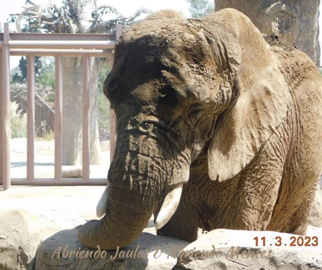 멕시코시티 동물원에 살고 있는 '엘리'